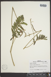 Tephrosia onobrychoides image