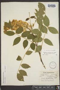 Wisteria frutescens image