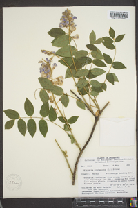 Wisteria frutescens image