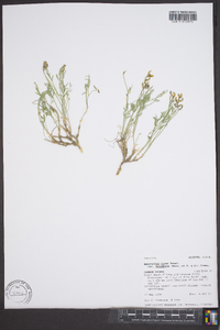 Astragalus miser image