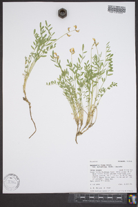 Astragalus miser var. hylophilus image