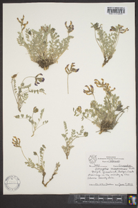 Astragalus missouriensis image