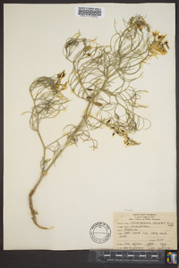 Astragalus pectinatus image