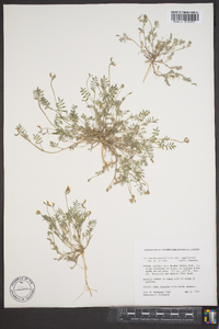 Astragalus nuttallianus var. imperfectus image