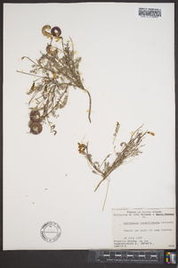 Astragalus nutzotinensis image