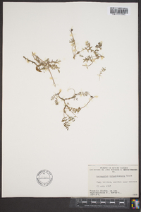 Astragalus nutzotinensis image