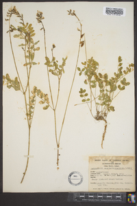 Astragalus robbinsii var. occidentalis image