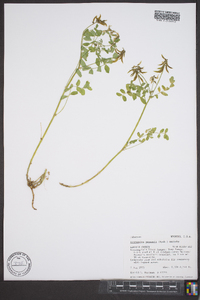 Astragalus paysonii image