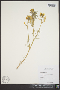 Astragalus pectinatus image