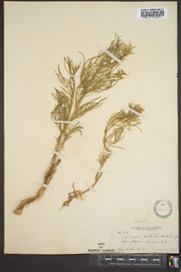 Astragalus pectinatus image