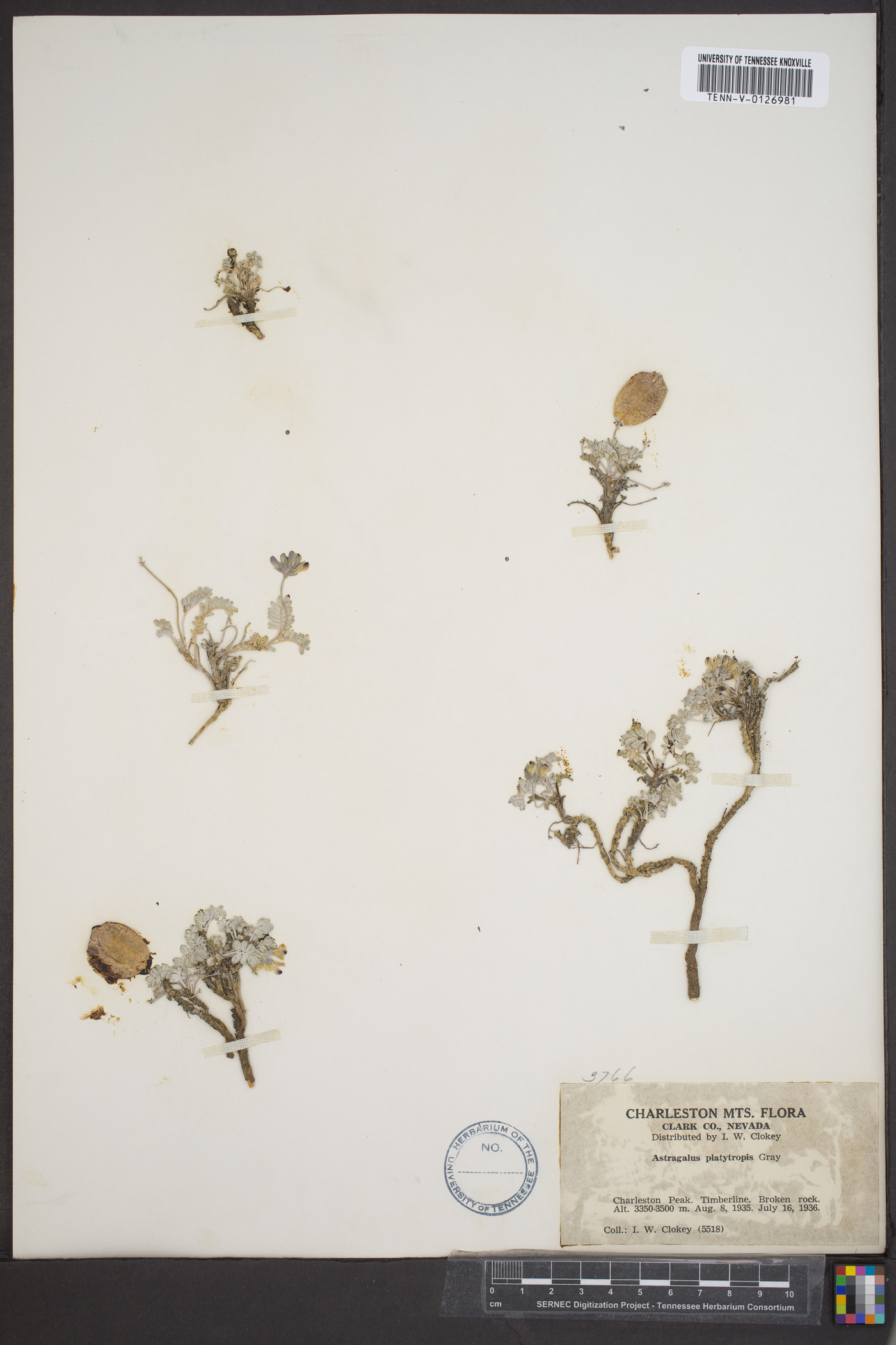 Astragalus platycarpus image
