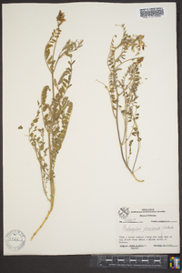 Astragalus puniceus image