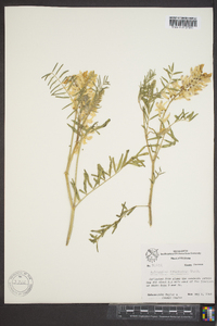 Astragalus racemosus image