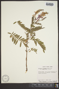 Astragalus robbinsii var. minor image