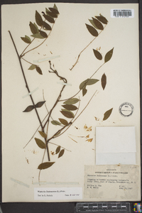Wisteria frutescens image