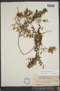 Wisteria frutescens image