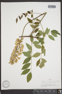 Wisteria frutescens image