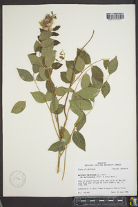 Wisteria frutescens image