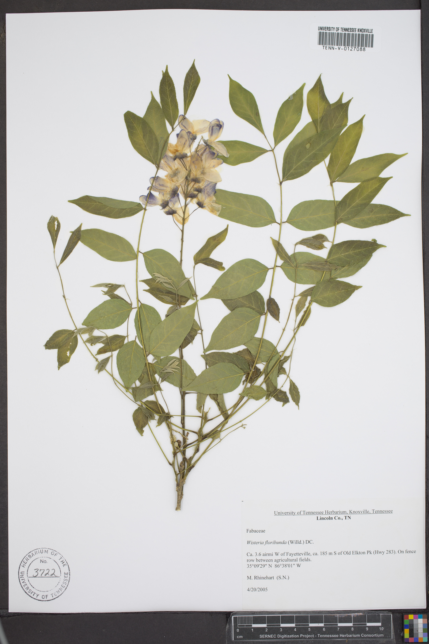 Wisteria floribunda image