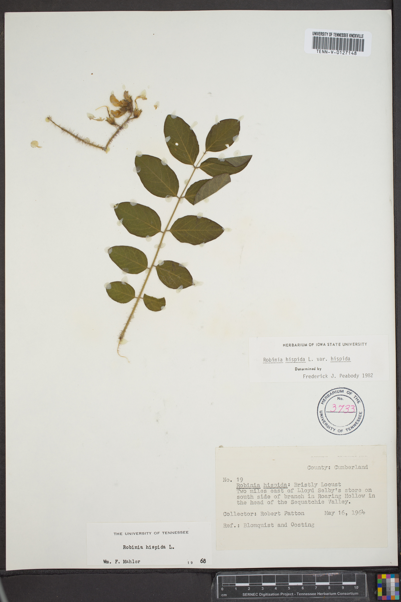 Robinia hispida var. hispida image