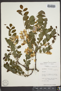 Robinia hispida image