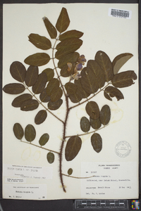 Robinia hispida image