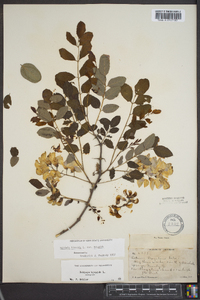 Robinia hispida image