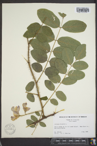 Robinia hispida var. hispida image