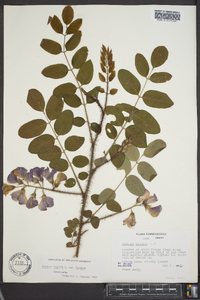 Robinia hispida image