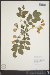 Robinia hispida image