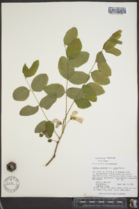 Robinia hispida image