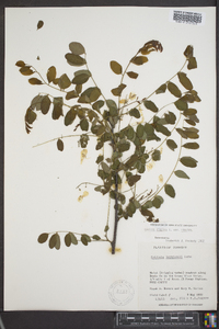 Robinia hispida image