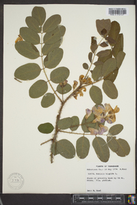 Robinia hispida var. hispida image