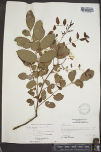 Robinia hispida image