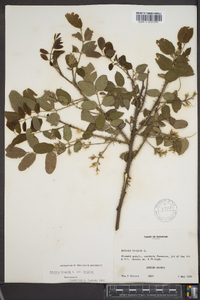 Robinia hispida image