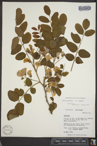 Robinia hispida image