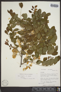 Robinia hispida var. hispida image