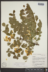 Robinia hispida var. hispida image