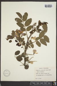 Robinia hispida image