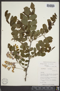 Robinia hispida image