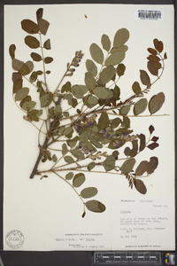 Robinia hispida image