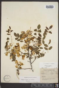 Robinia hispida image