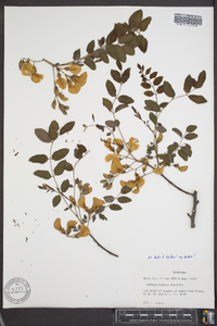 Robinia kelseyi image
