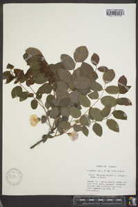 Robinia elliottii image