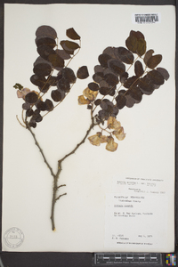 Robinia hispida image