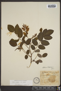 Robinia hispida image