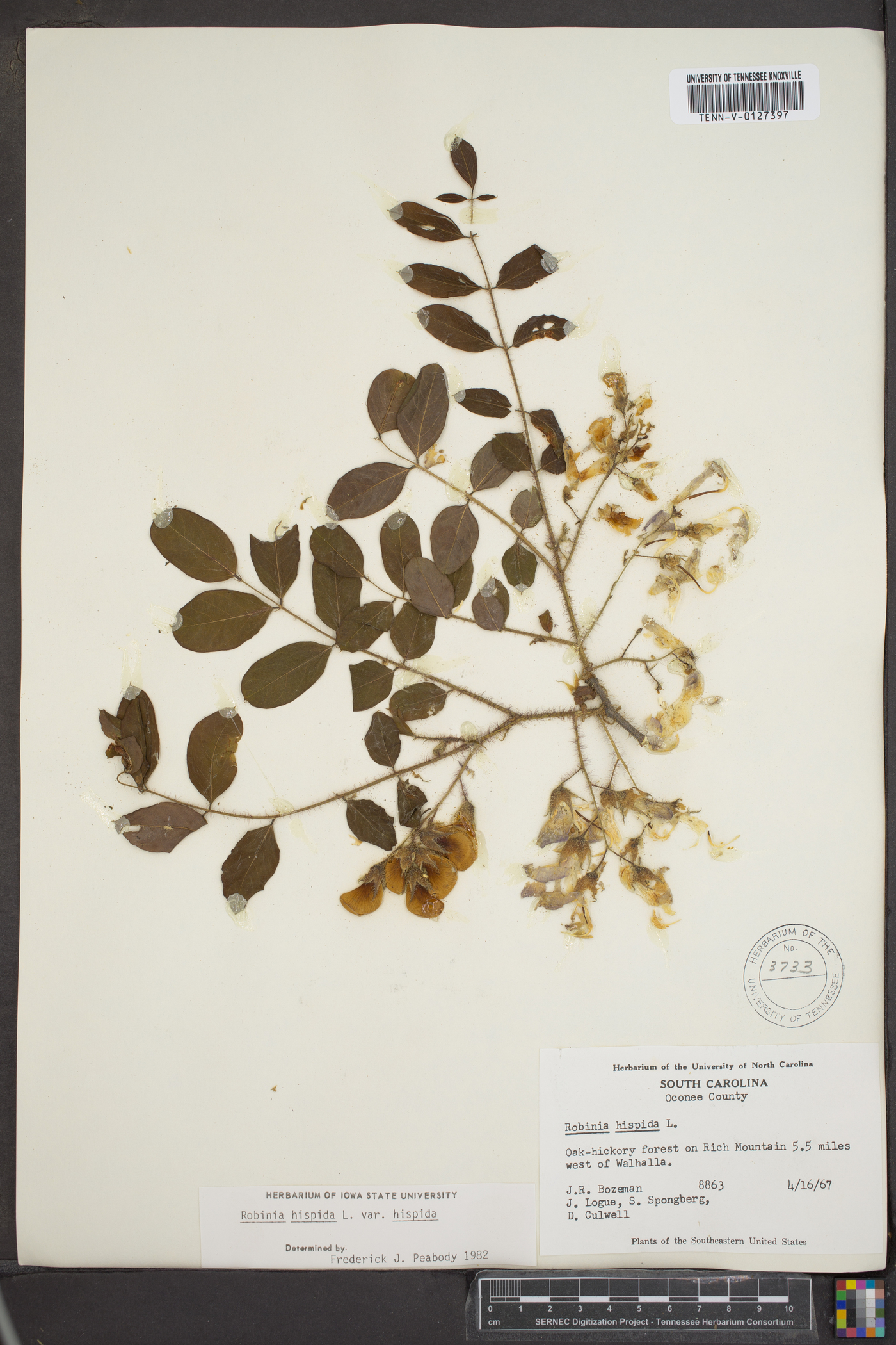Robinia hispida var. hispida image