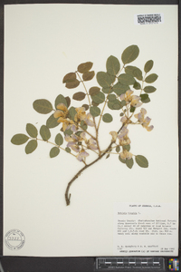 Robinia hispida var. hispida image