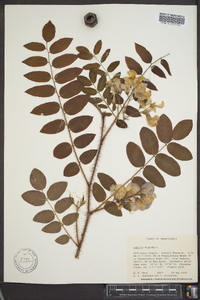 Robinia hispida image