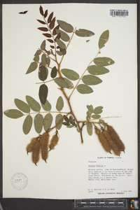 Robinia hispida var. hispida image